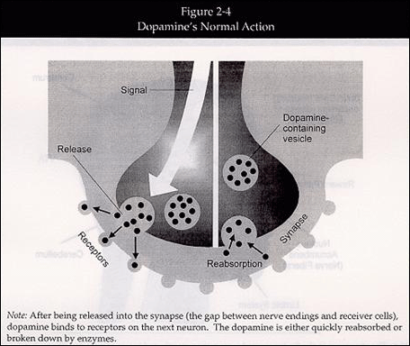 図2-4： ドーパミンの正常な作用